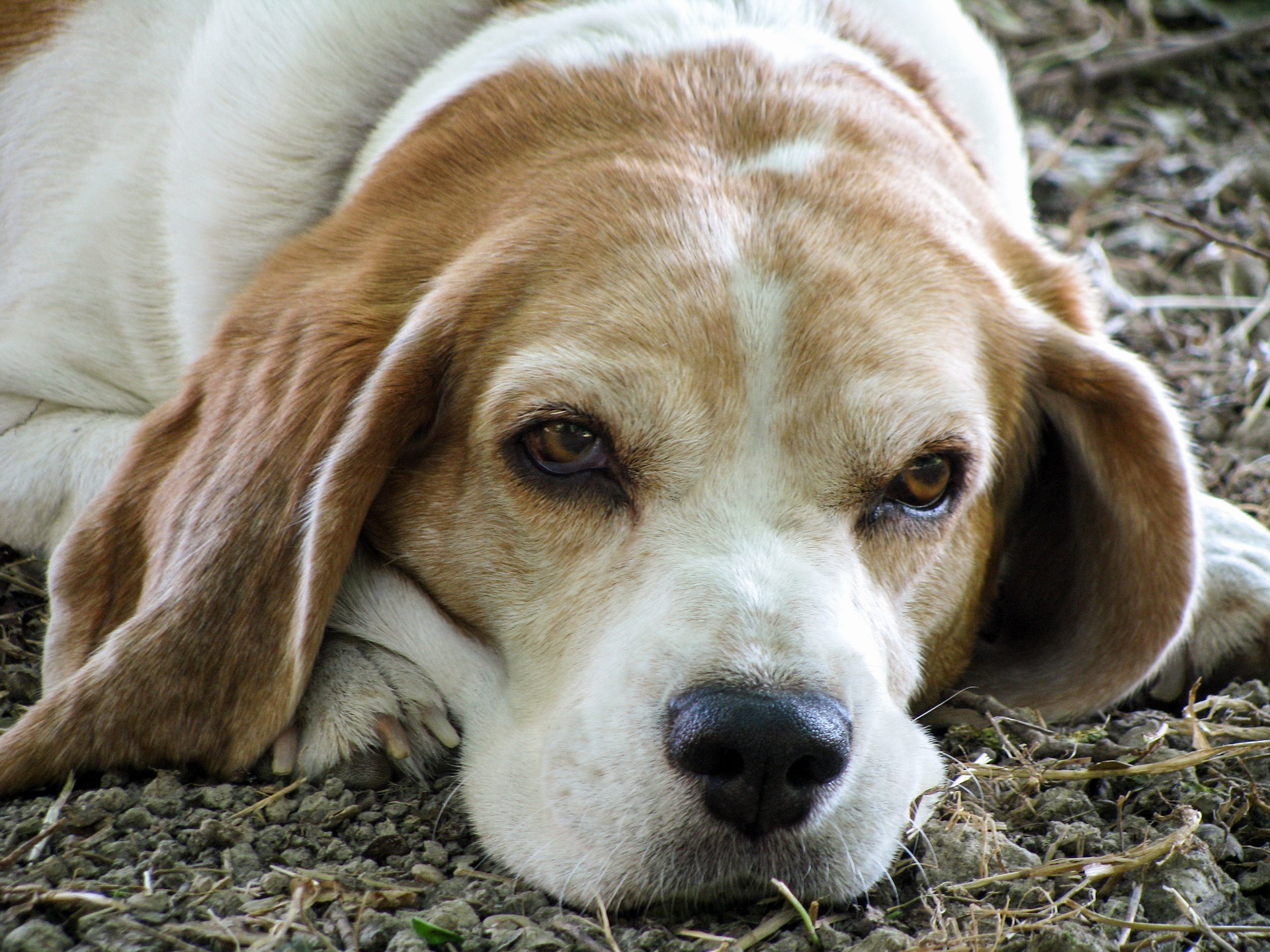 Senior beagle laying down