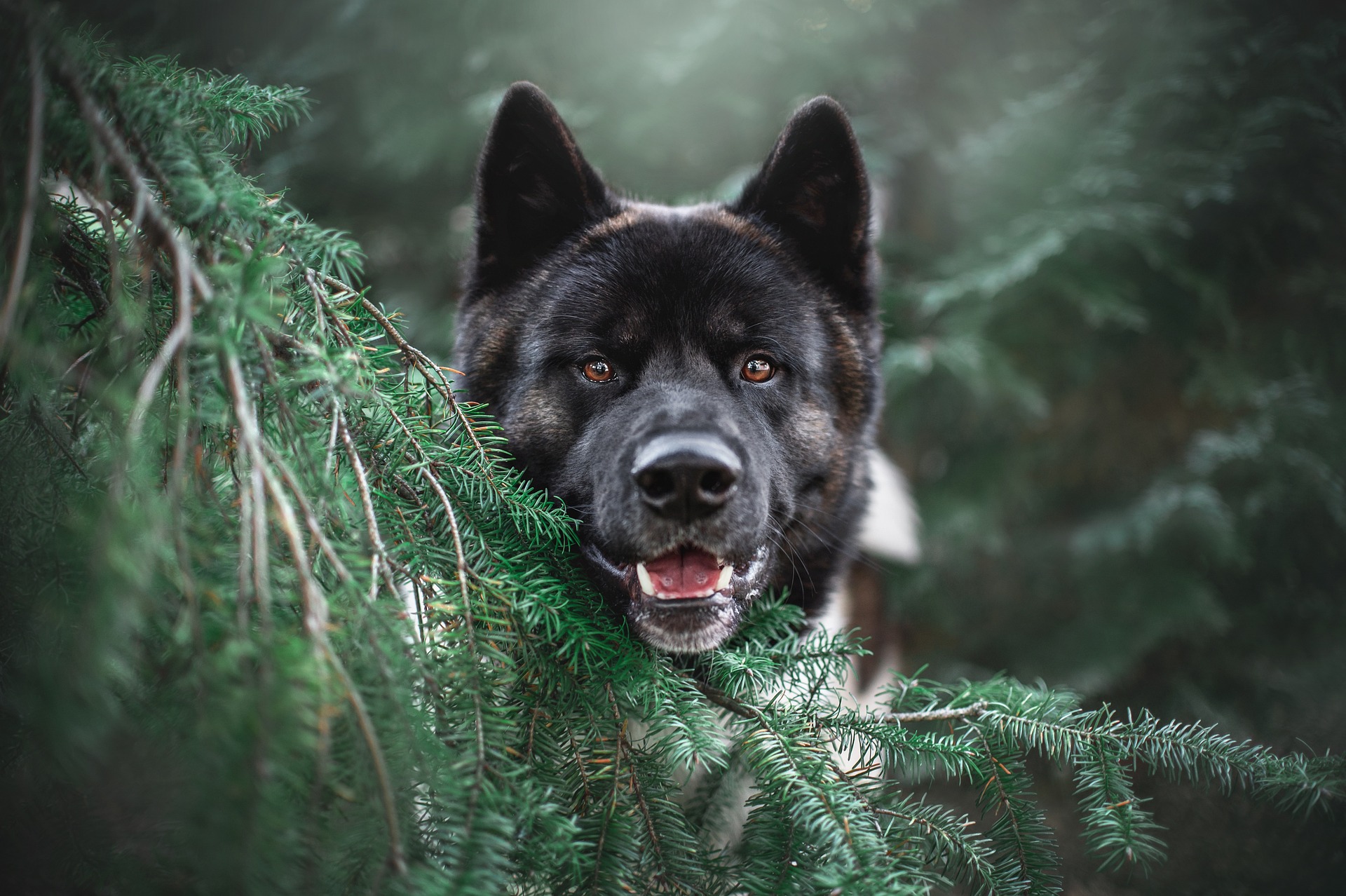 dog and trees