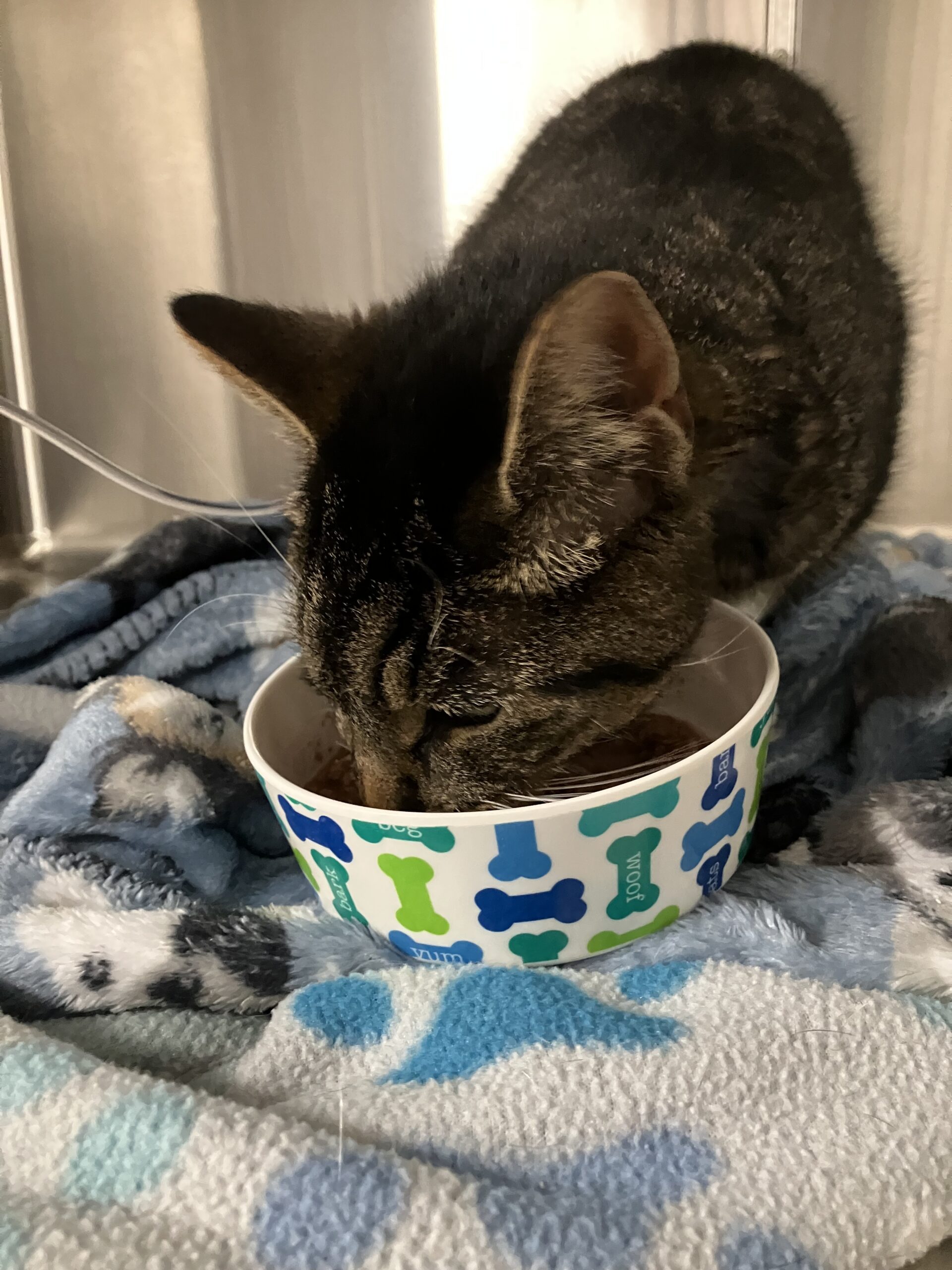 Howie eating Howie eating