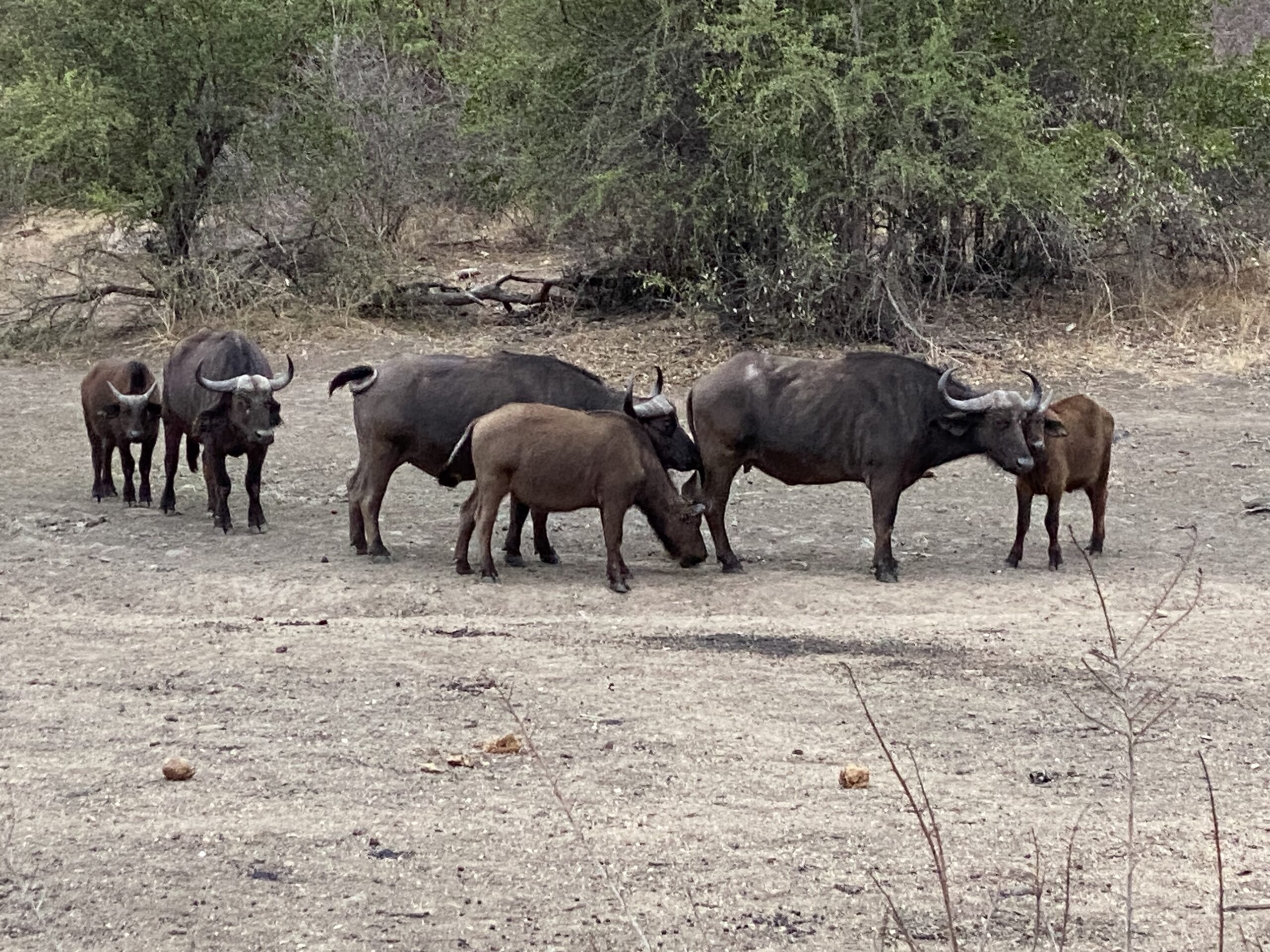 Cape buffaloes 1 Cape buffaloes 1