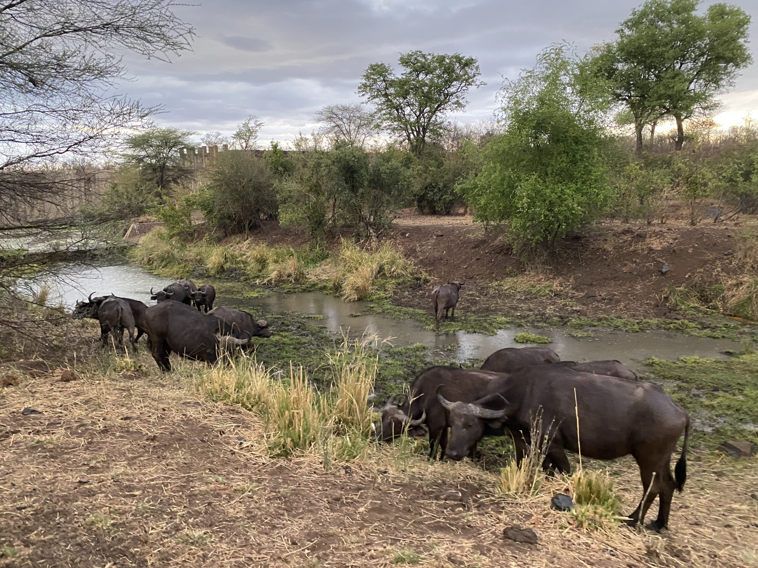 Cape buffaloes 2 Cape buffaloes 2