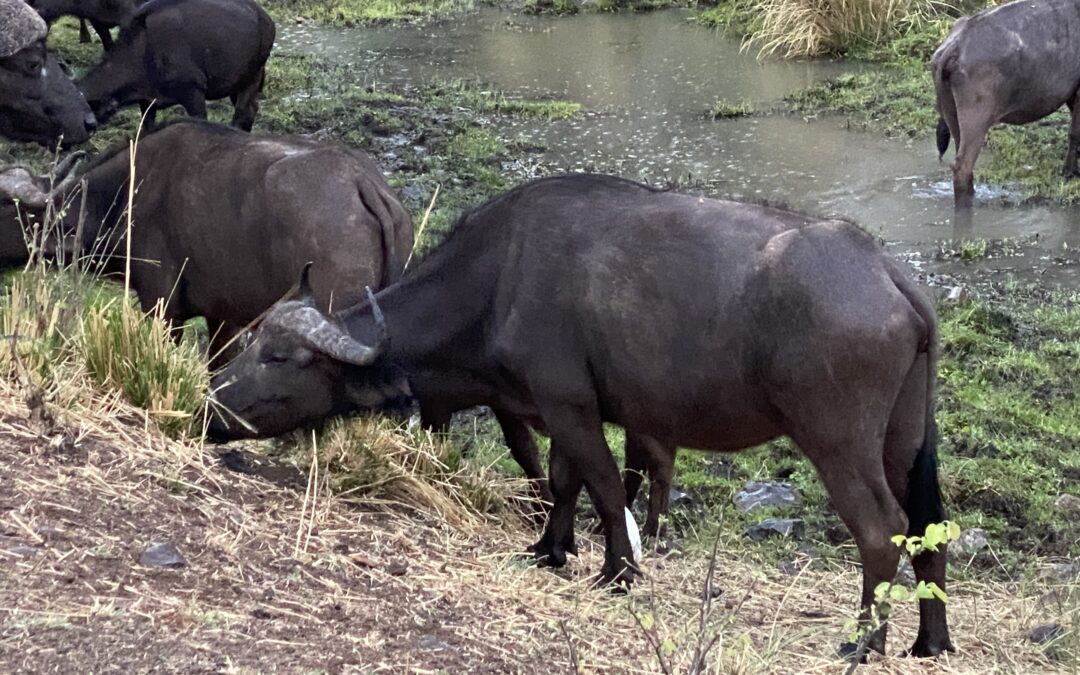 Cape Buffaloes: feared and respected