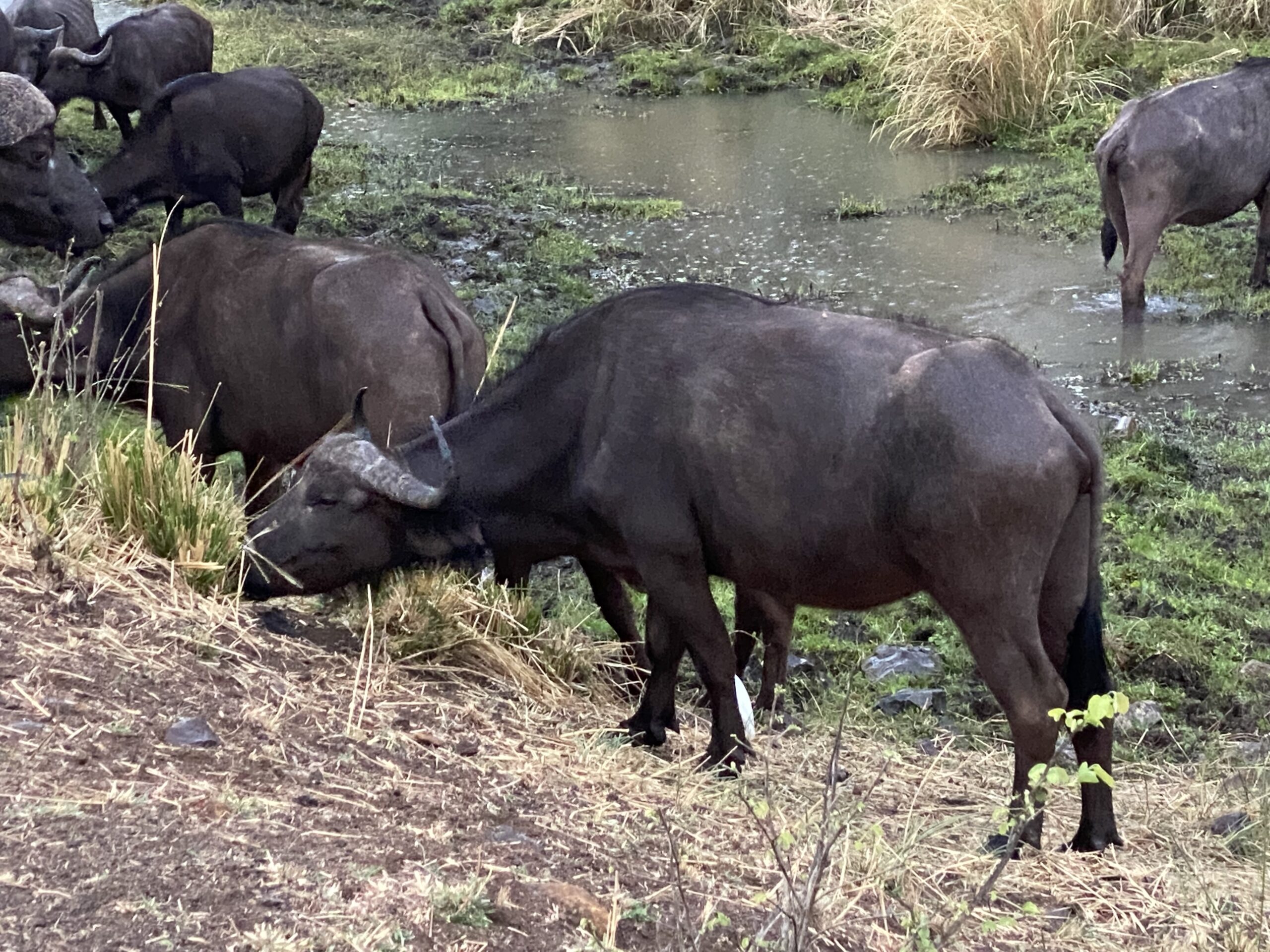 Cape buffaloes banner Cape buffaloes banner