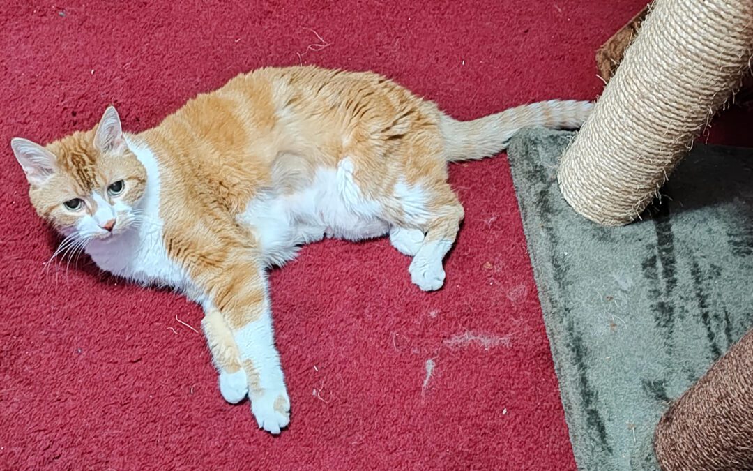 Taz, from pin cushion to an athletic 16 year old with “cattitude”