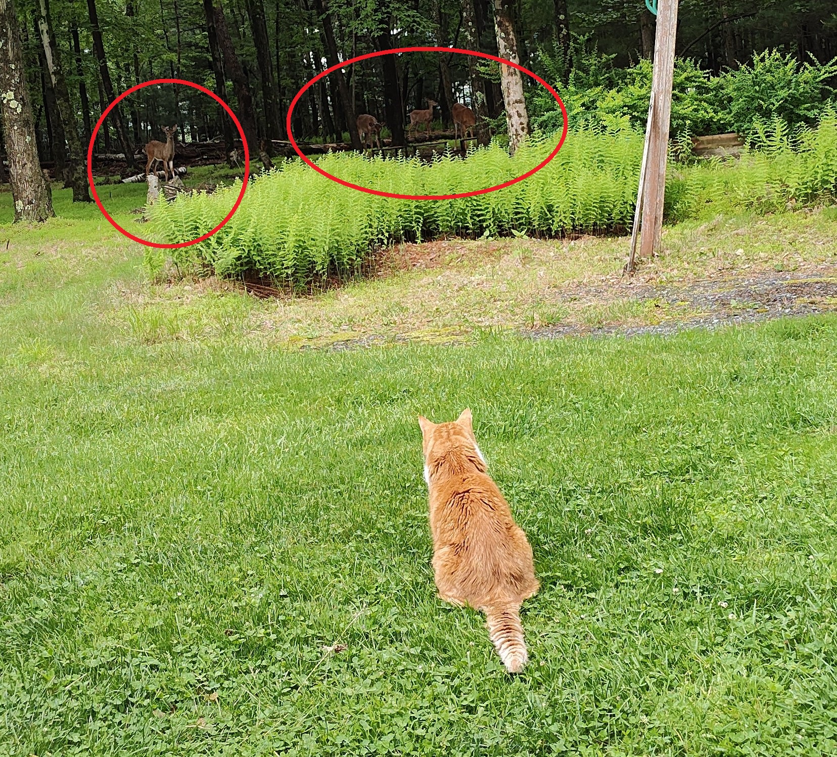 Taz & deer Taz & deer