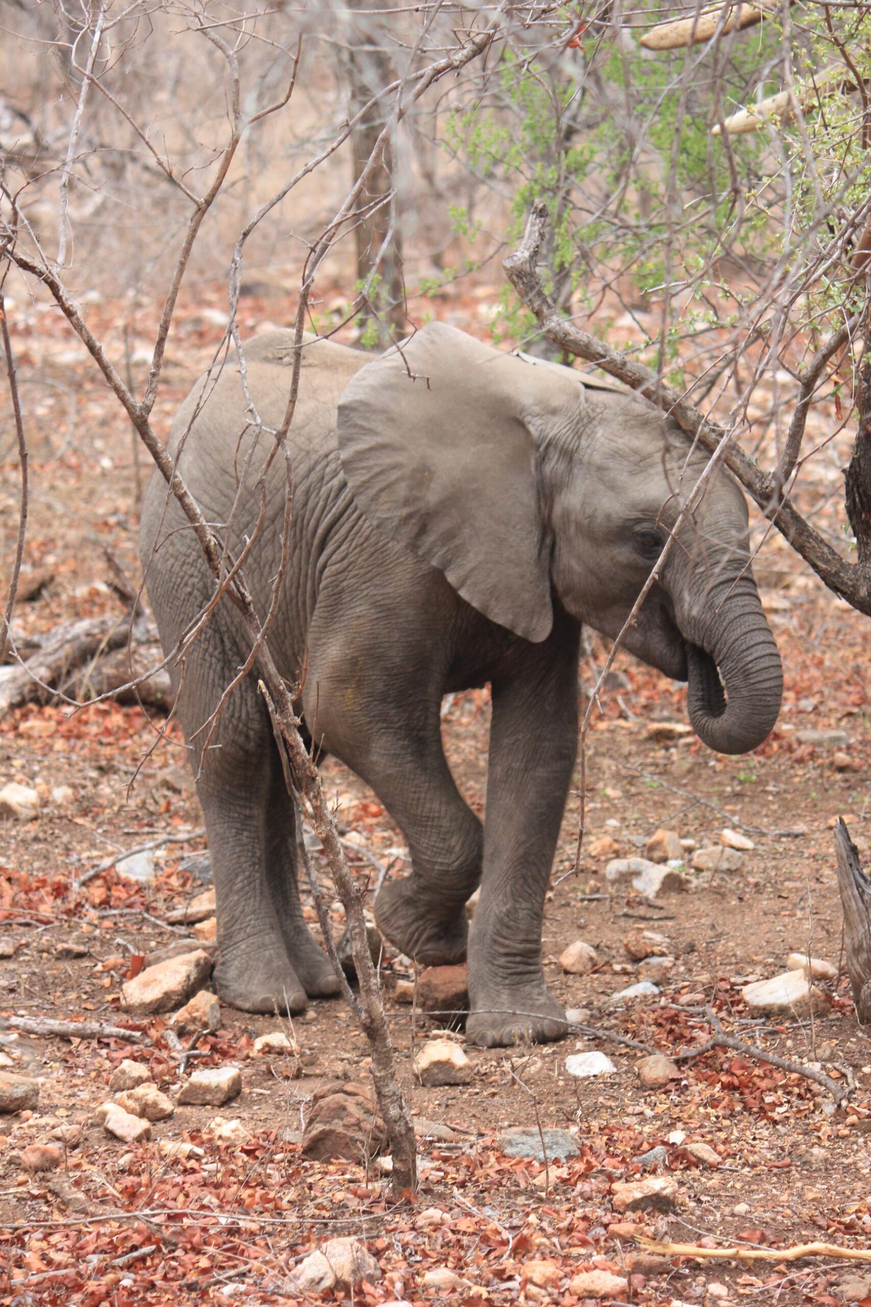 Elephant baby (1) Elephant baby (1)
