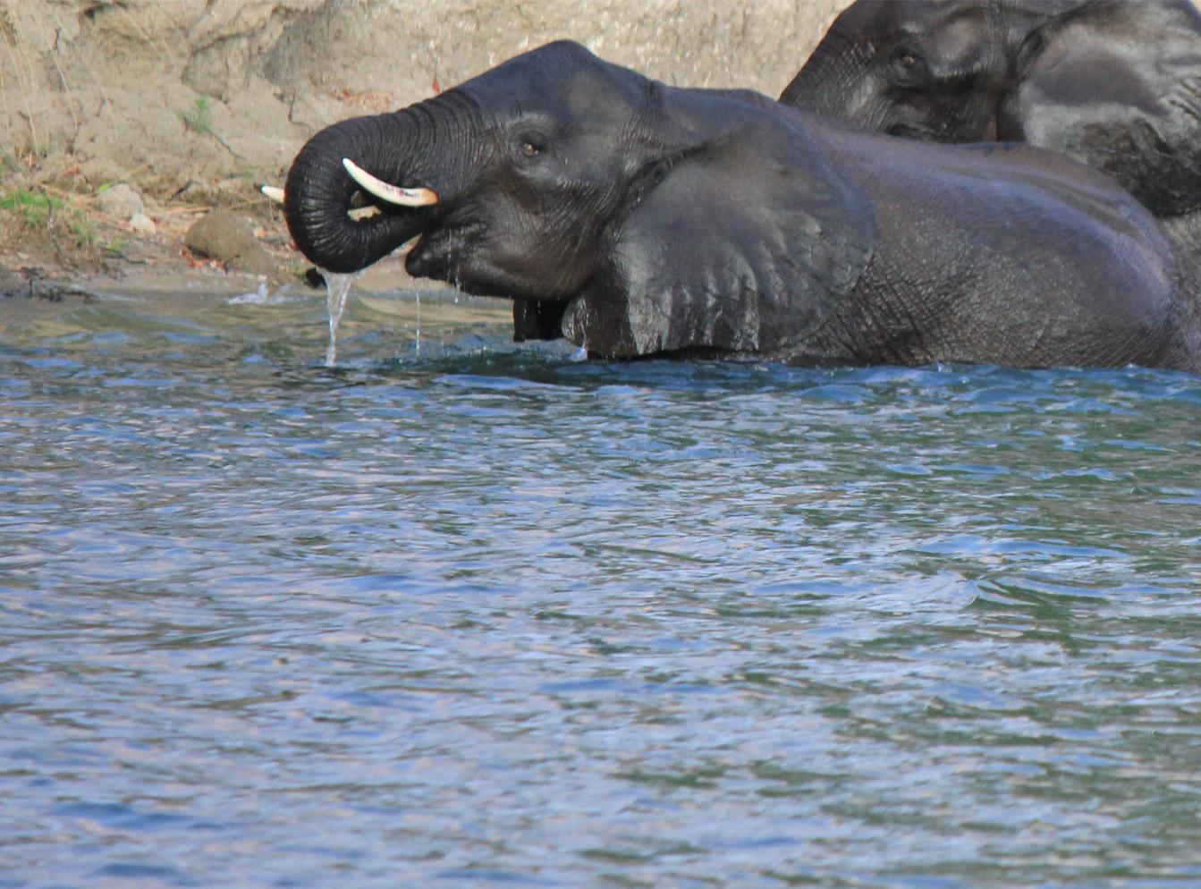 Elephant drinking (1) Elephant drinking (1)