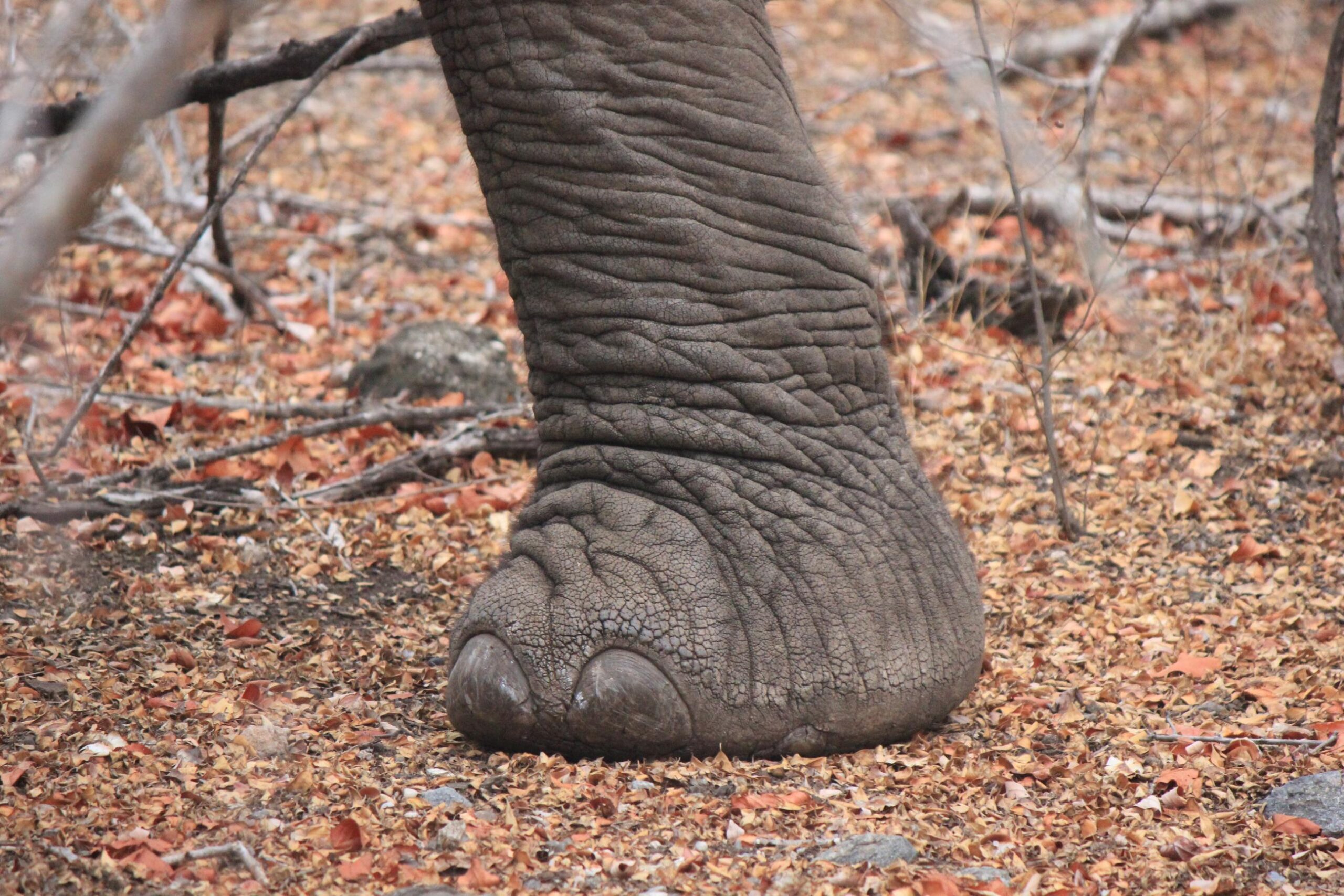 Elephant foot (1) Elephant foot (1)
