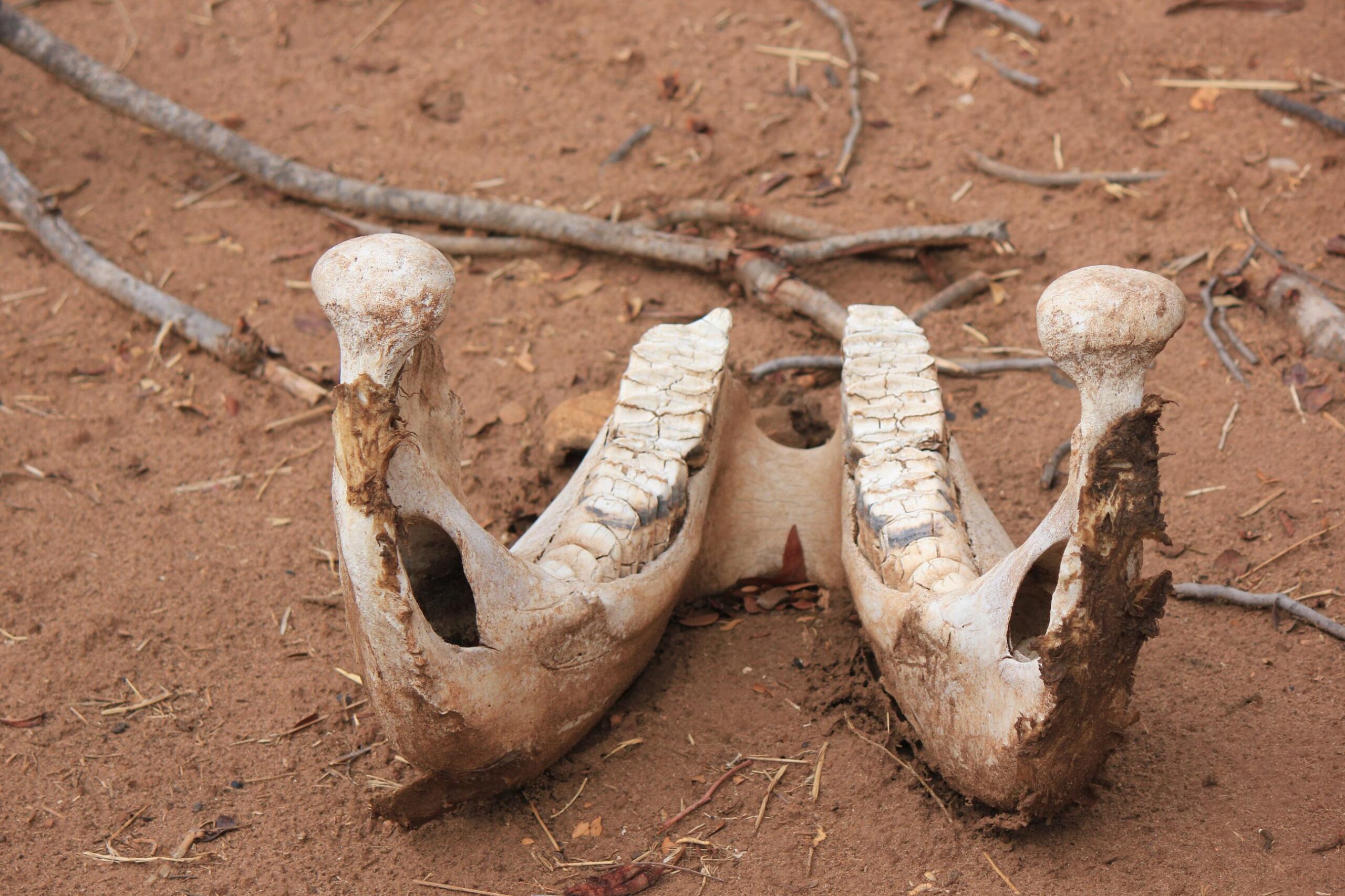 Elephant jaw (1) Elephant jaw (1)
