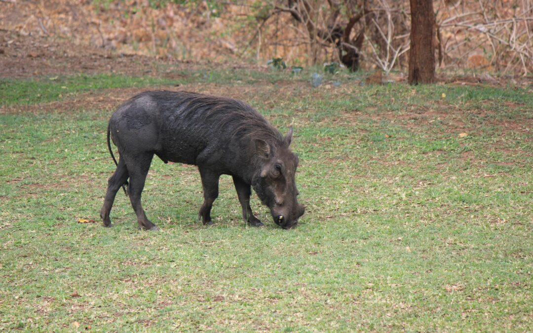 Warthogs of South Africa: Nature’s Resilient Survivors