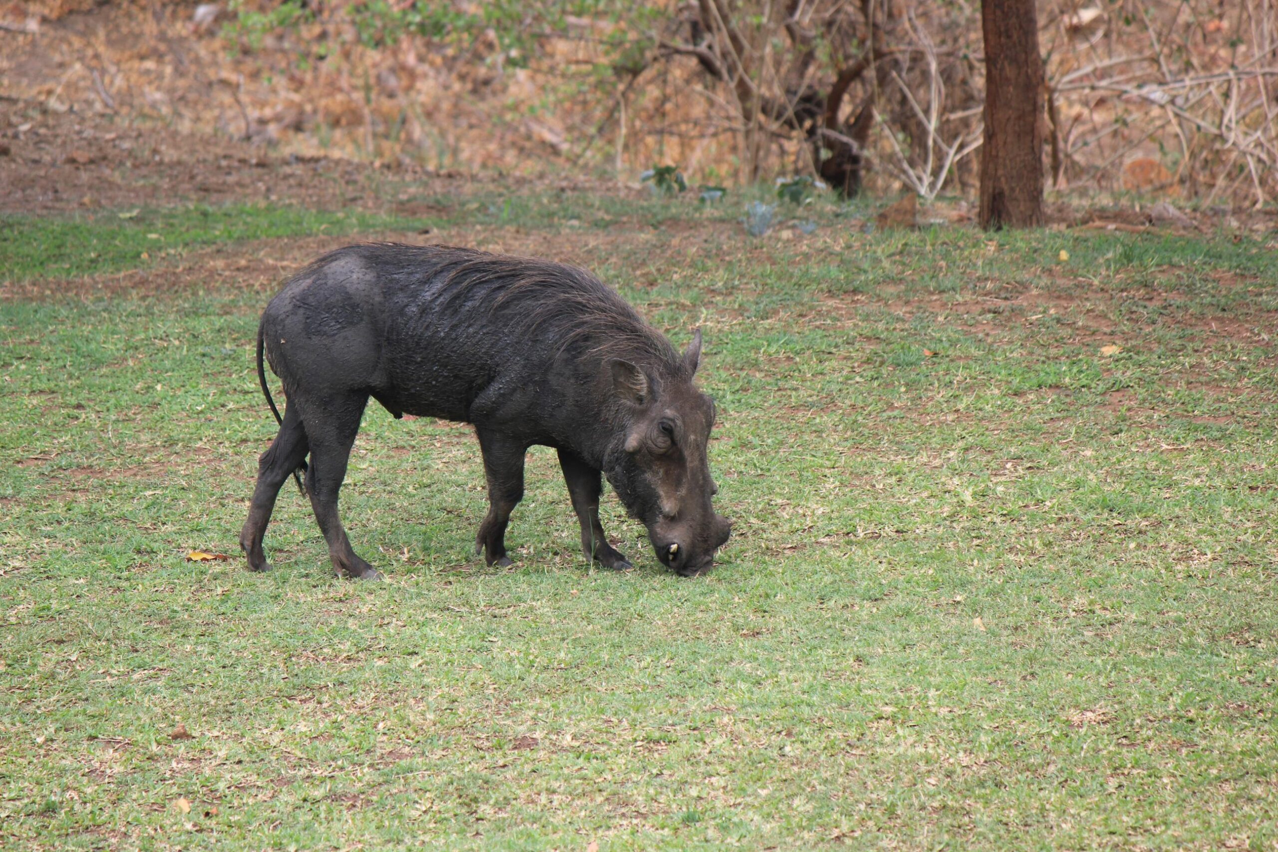 Warthog eating (1)