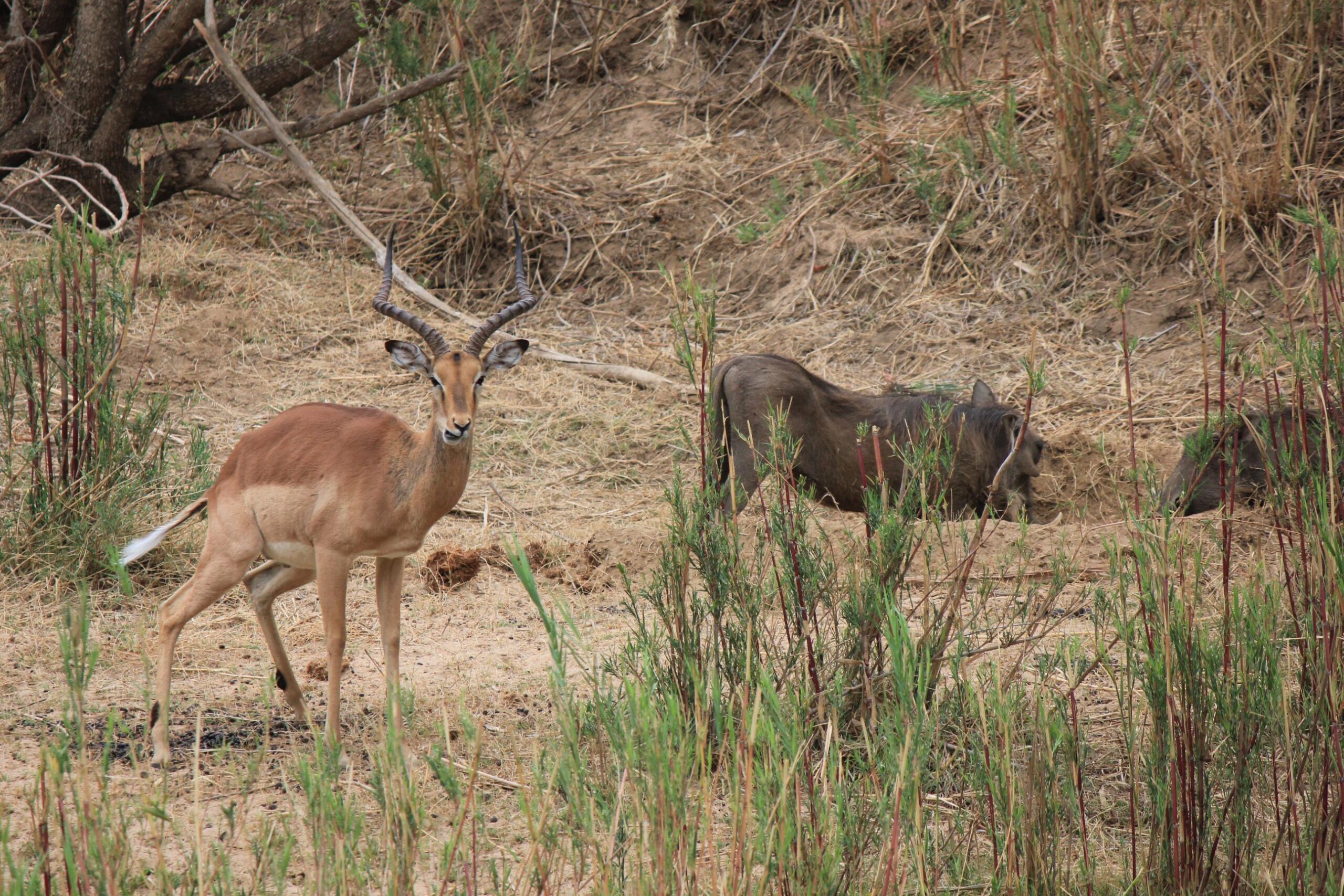 Warthog foraging next to an impala (1)