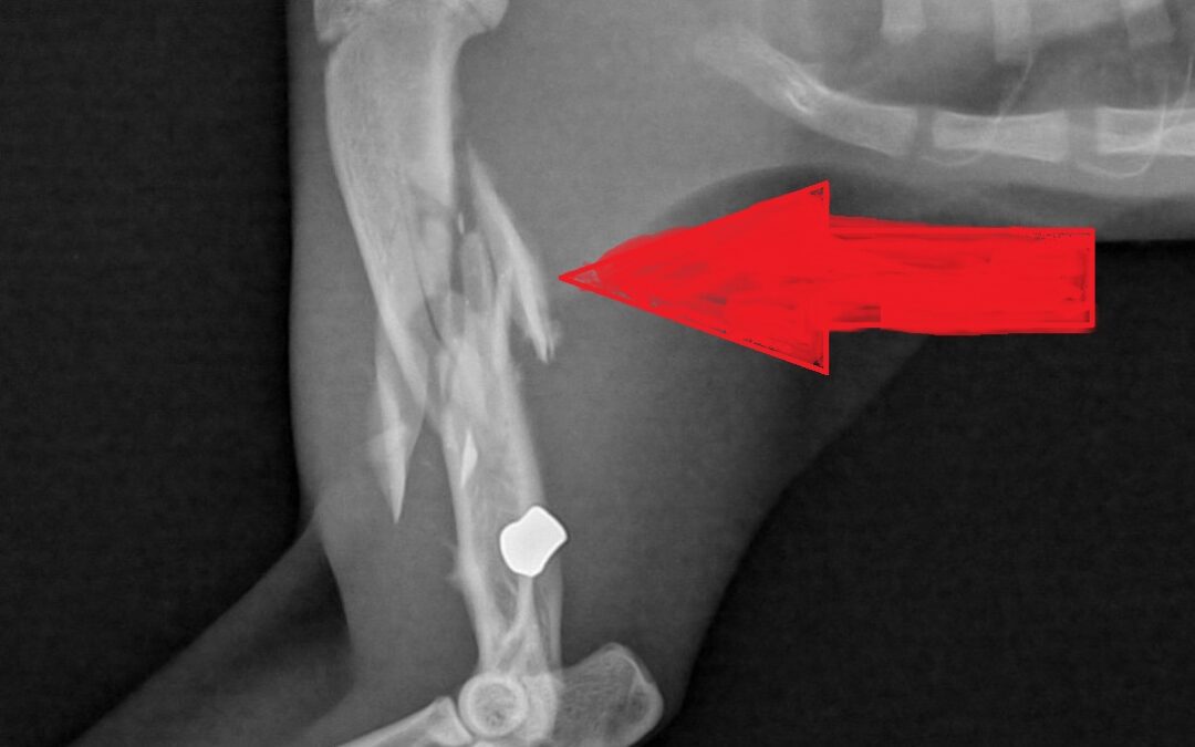 Is my cat in pain?