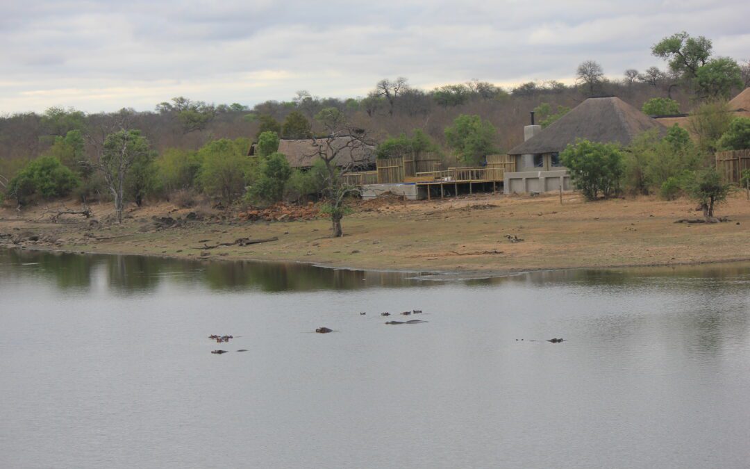 Hippos in South Africa: Guardians of the Waterways