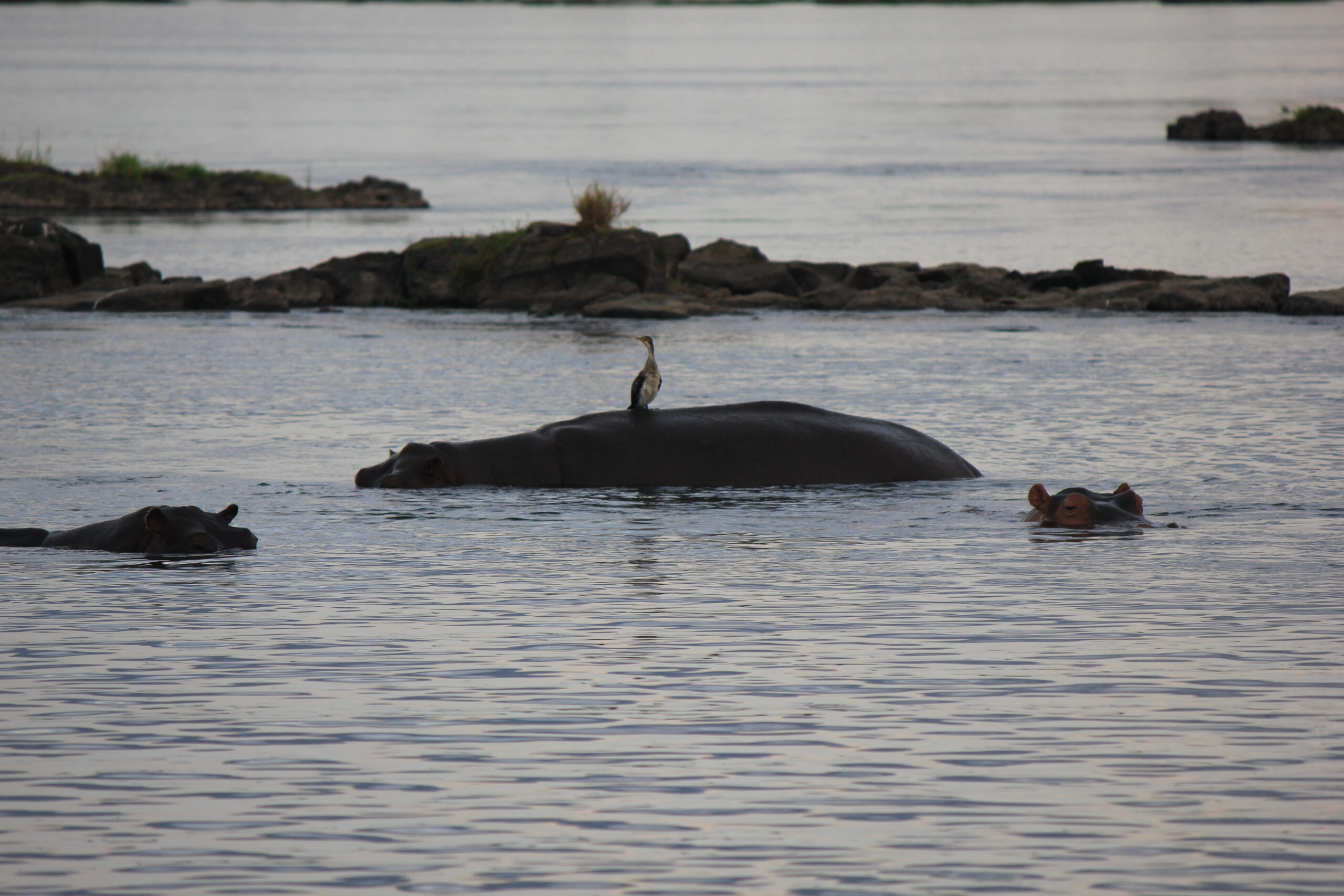 Hippos 8 and cormorant