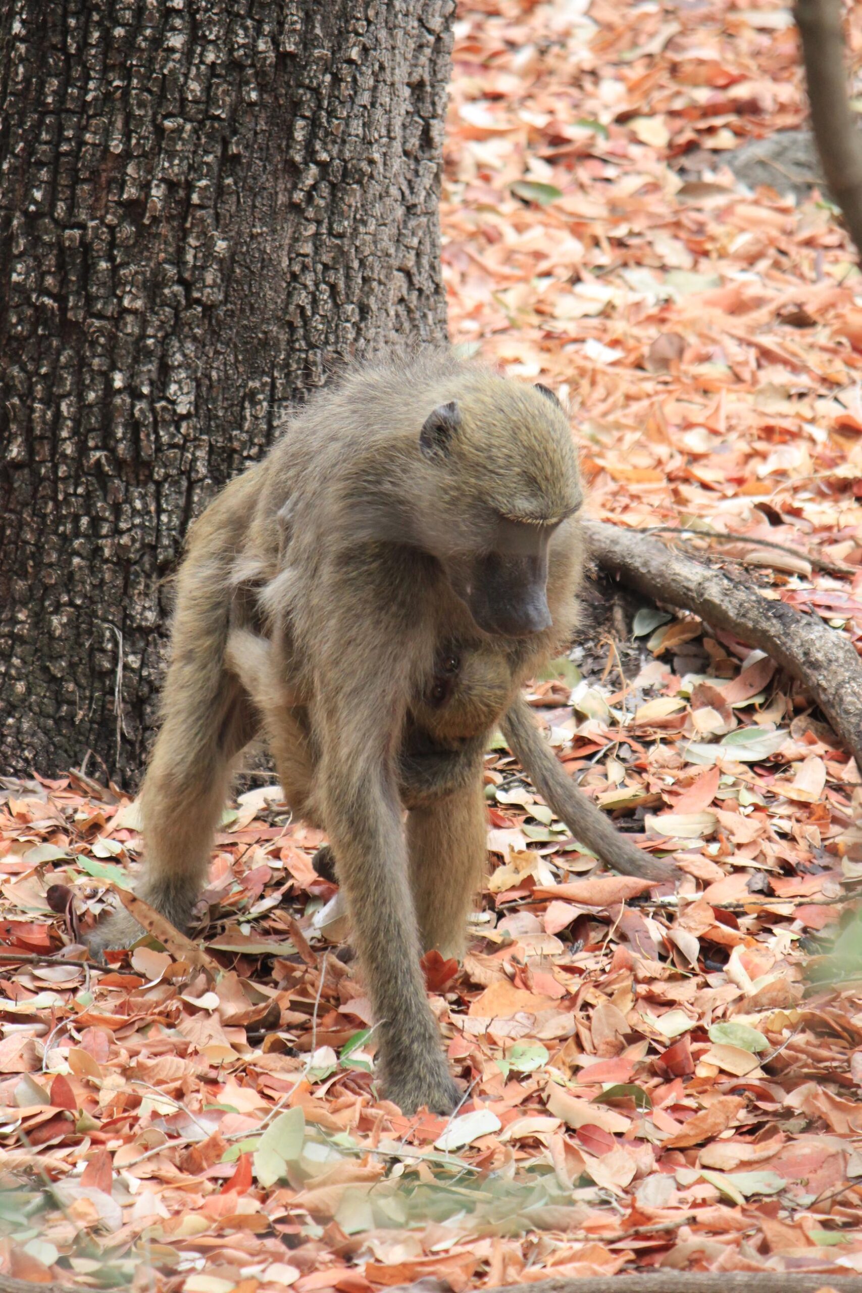 Baboon and baby (1)