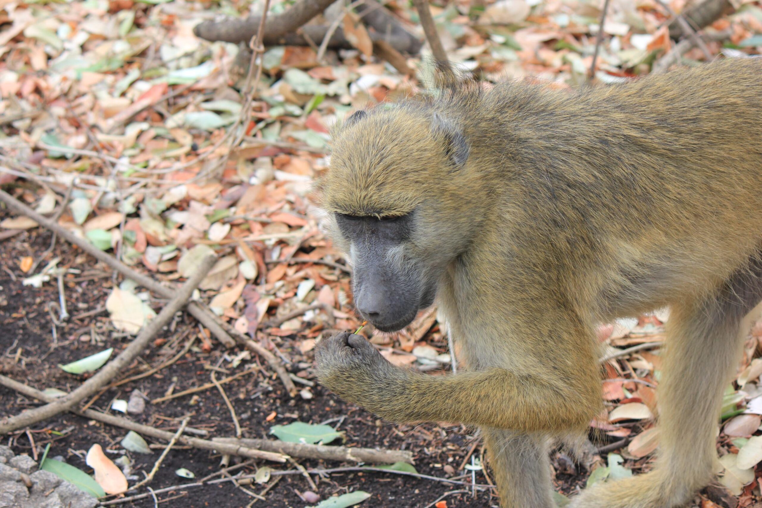 Baboon eating 2 (1)