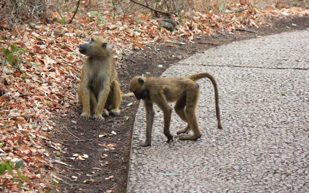 The Fascinating World of Baboons in Zimbabwe