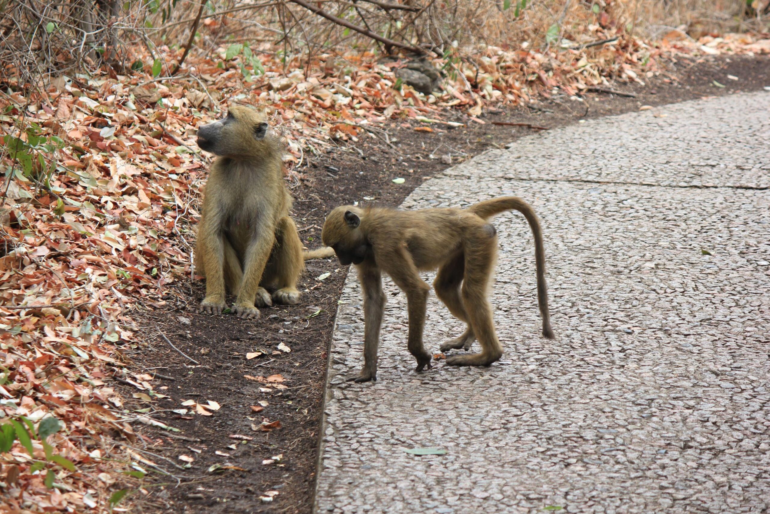 Baboons 2 (1)