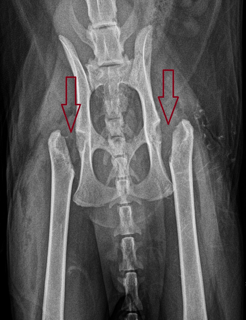 Atlas cropped postop