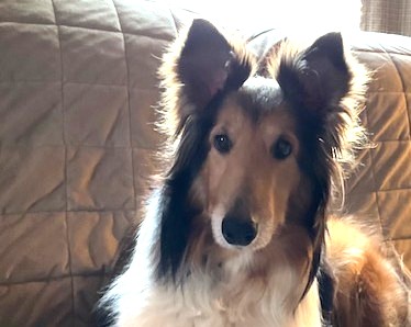 Scout Gets Surgery