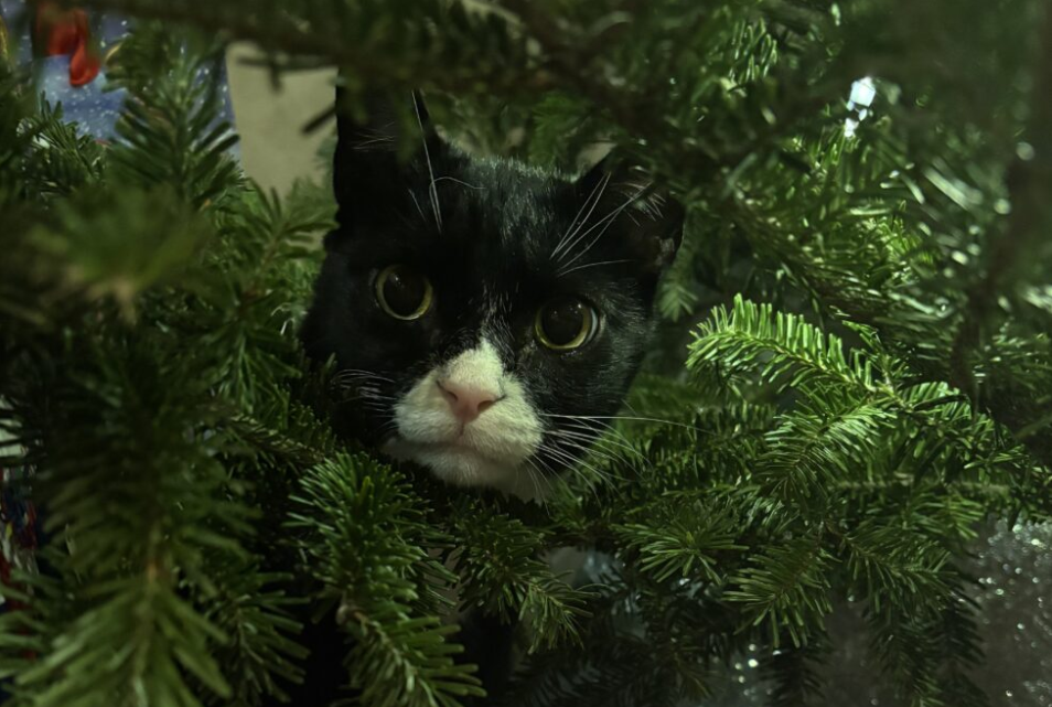 Atlas needed surgery on both hips at the same time!