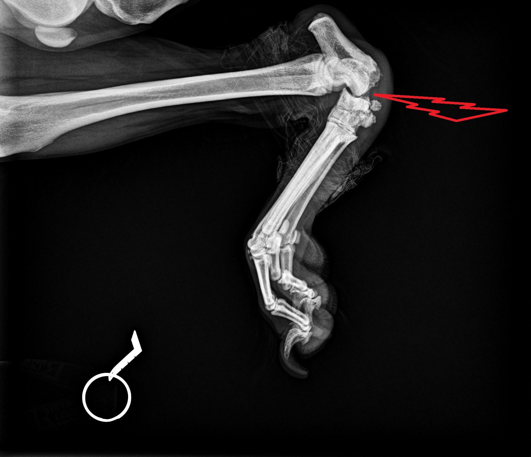 Preop X ray