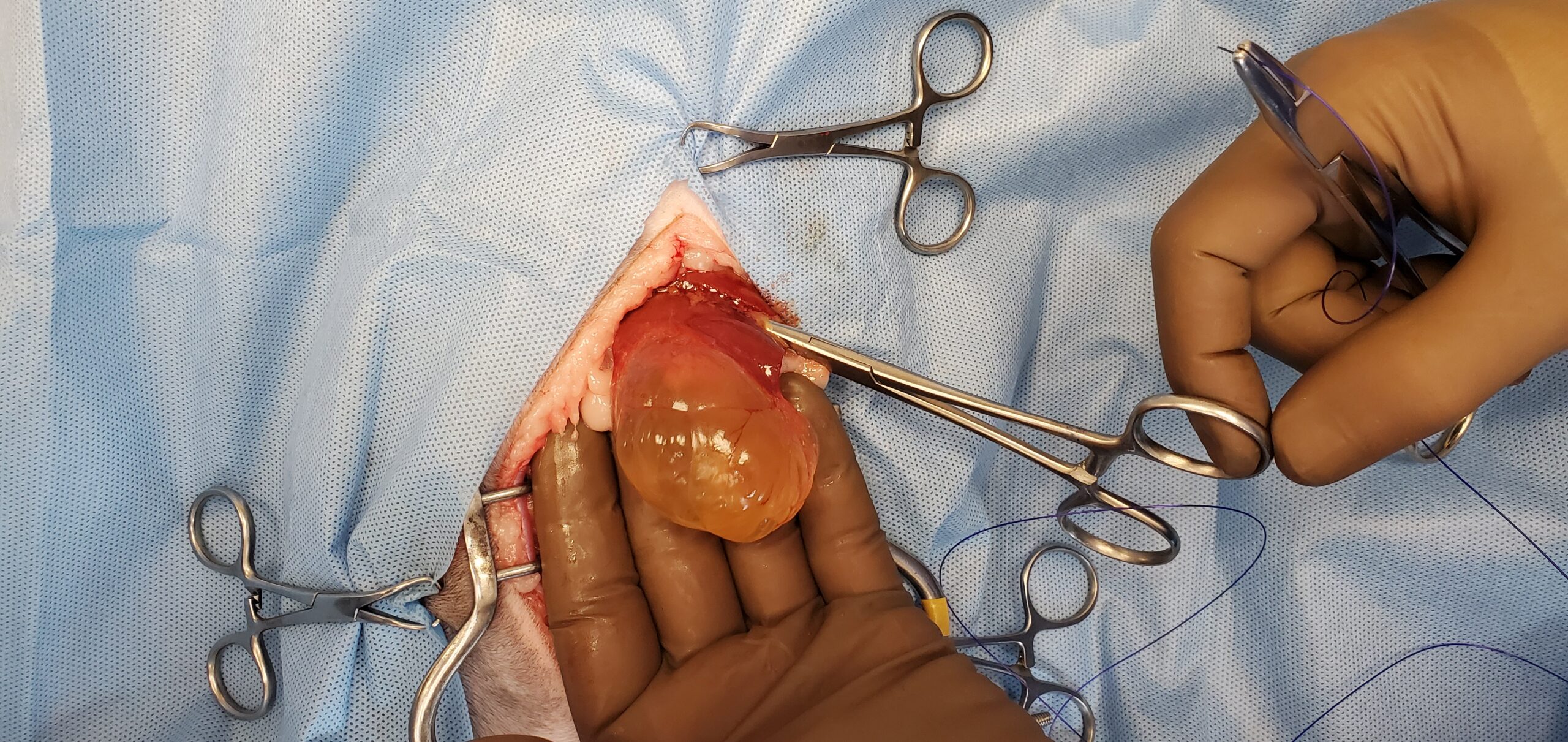 Large fluid-filled liver cyst removed from a 9-year-old cat during abdominal surgery.